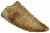 Serrated Raptor Tooth - Real Dinosaur Tooth #300914-1